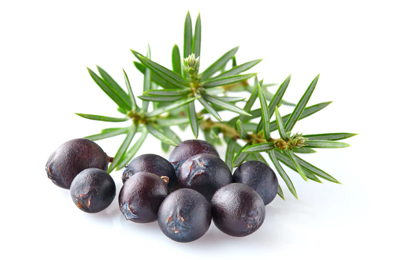 Juniper Extract