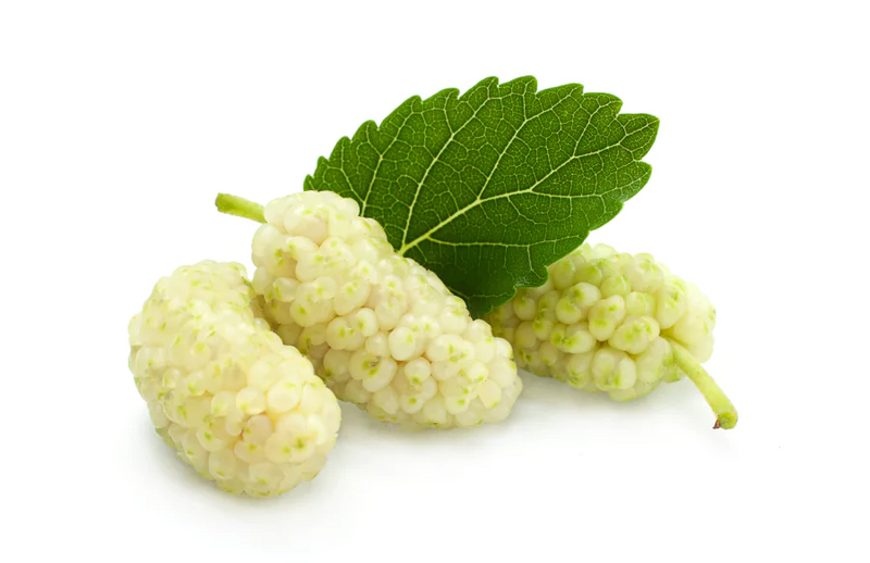 White Mulberry